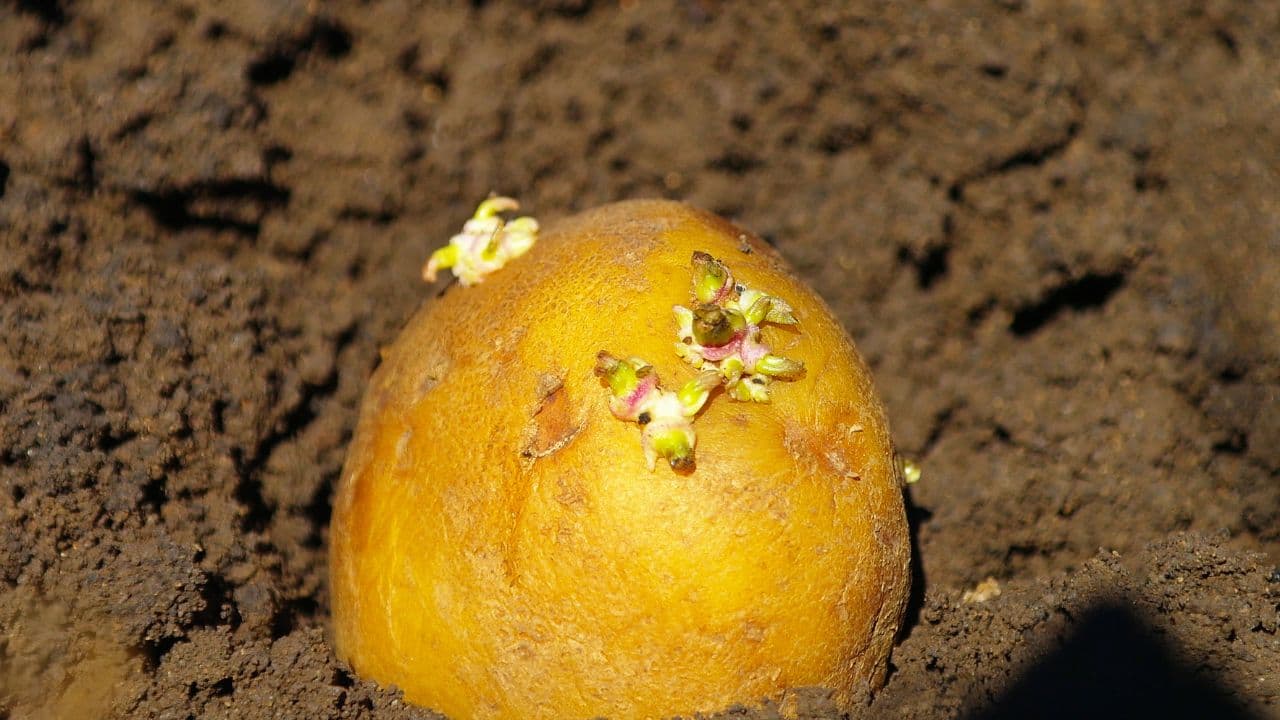 आलू बोने का सही समय और तरीका — महीनेवार राज्य गाइड (2026)