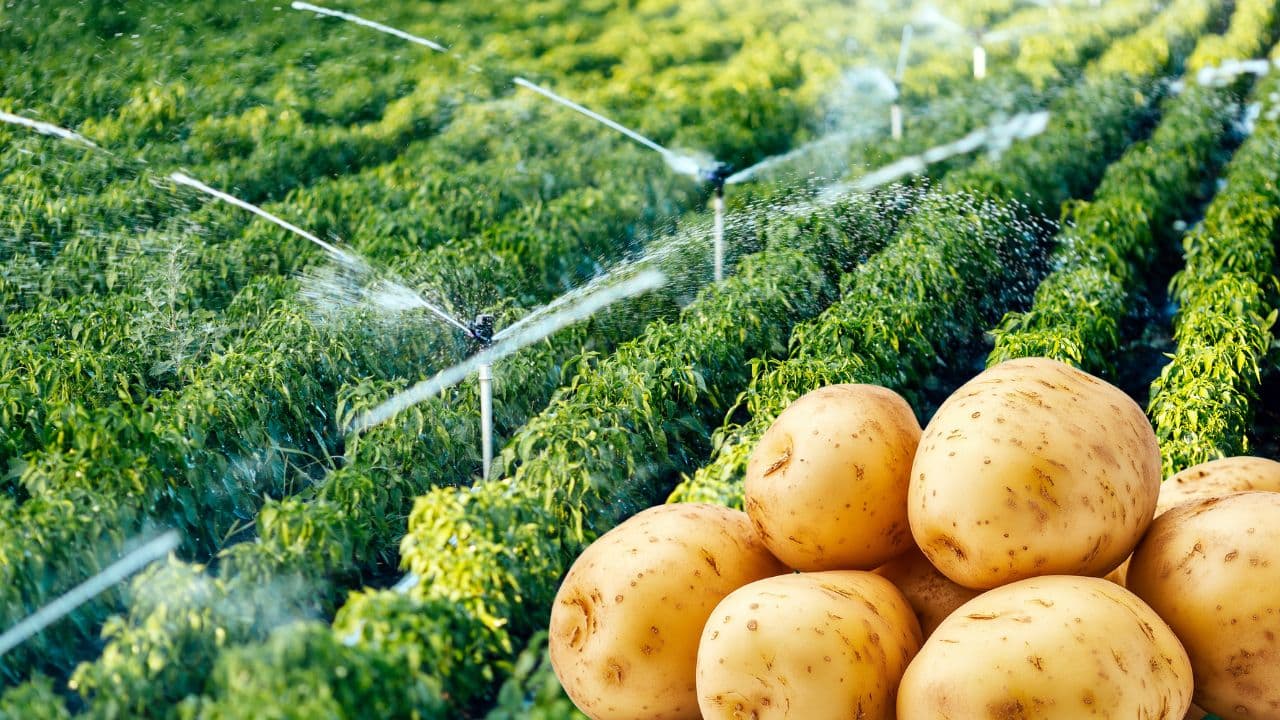 आलू की सिंचाई कब और कितनी बार करें — ICAR-CPRI सिंचाई शेड्यूल, ड्रिप और बचाव (2026)