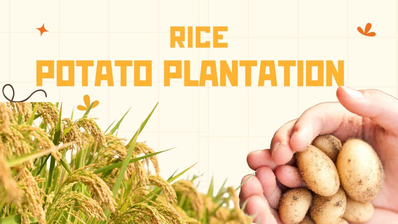 CGIAR केंद्रों ने टिकाऊ धान-आलू प्रणाली में अग्रणी भूमिका निभाई