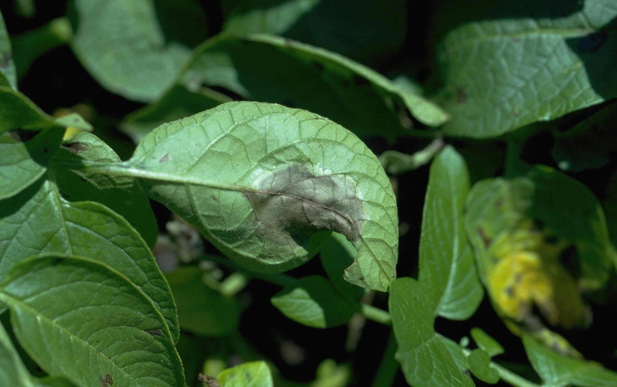 आलू पिछेती झुलसा का बढ़ता प्रकोप — पत्ती पर भूरे रोग धब्बे (Phytophthora infestans, ICAR-CPRI)