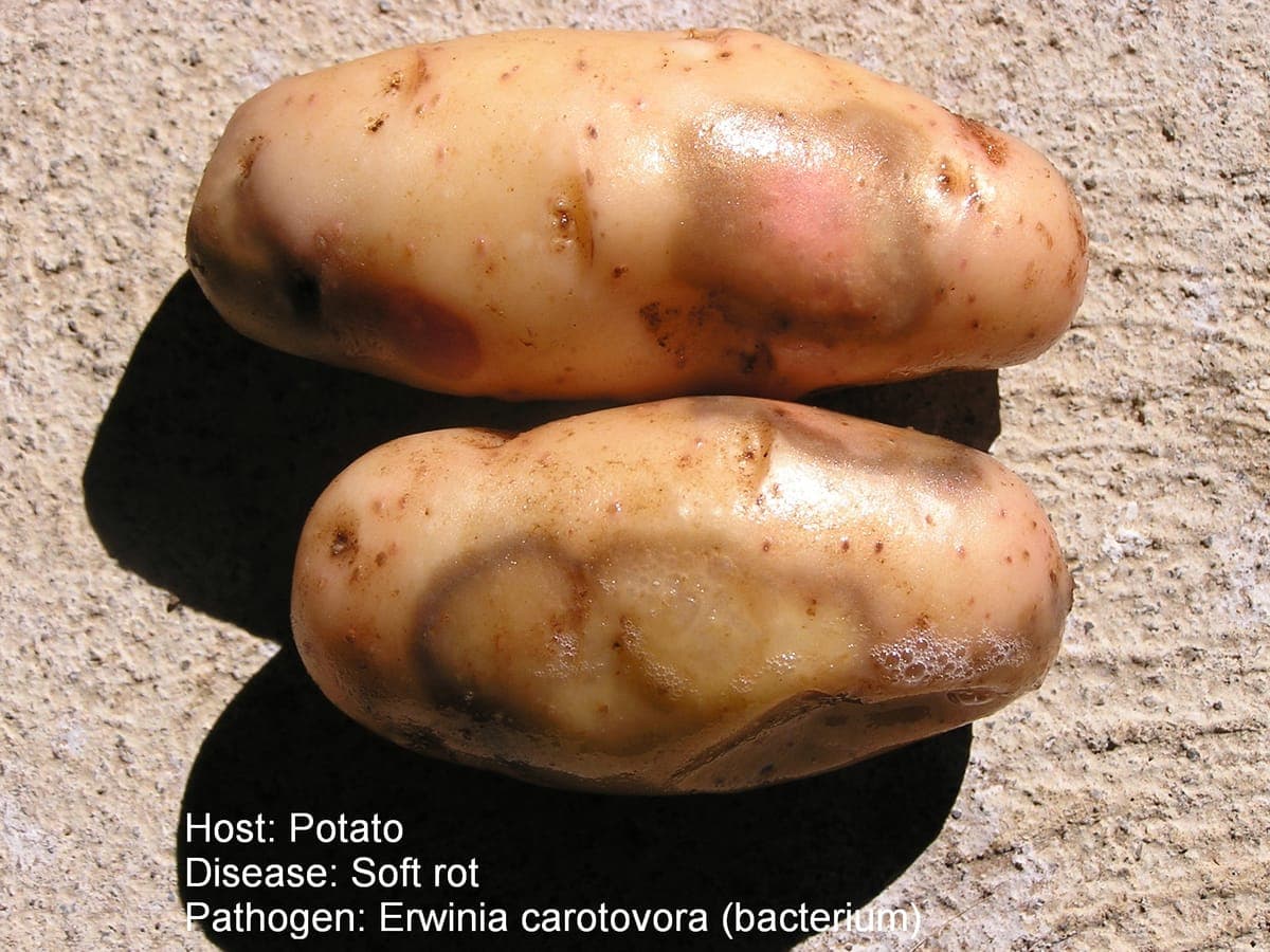 आलू मृदु सड़न (Soft rot) — कंद पर गीली बदबूदार सड़न, Pectobacterium जीवाणु