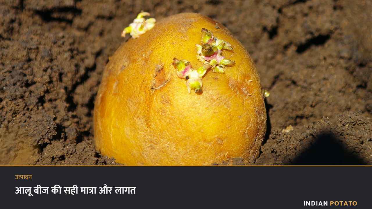आलू बीज की मात्रा और लागत — खेत में बीज कंद