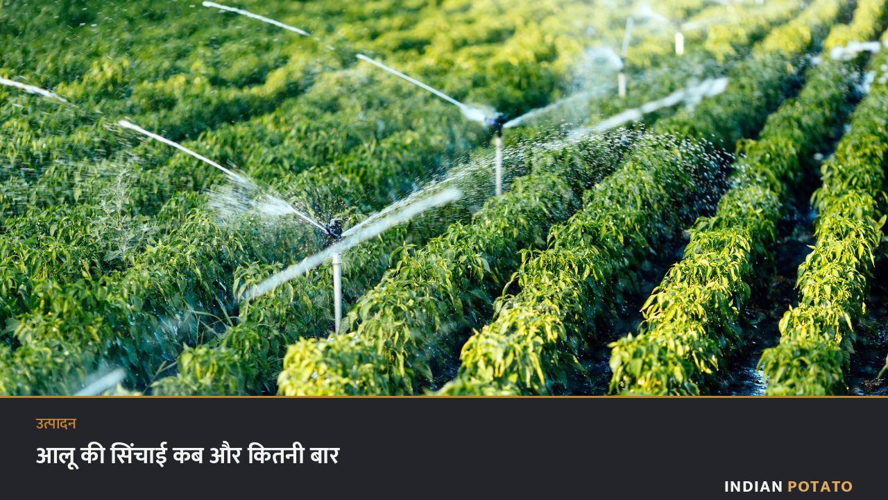 आलू की सिंचाई — खेत में मेड़ों के बीच पानी