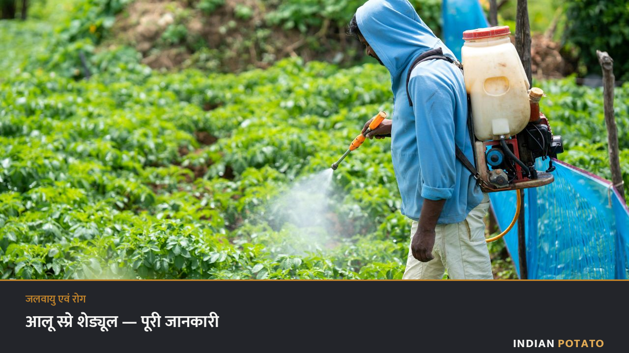 आलू स्प्रे शेड्यूल — खेत में छिड़काव