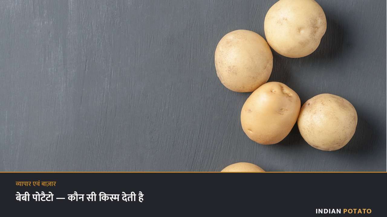 स्लेट की सतह पर छोटे गोल आलू — बेबी पोटैटो यानी 20 से 40 ग्राम के कंद