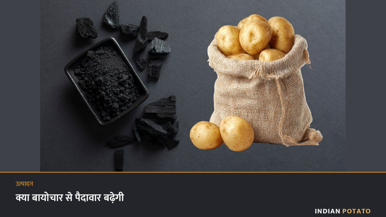 बायोचार — फ़सल के कचरे से बना कोयला, जो आलू की बुवाई से पहले मिट्टी में मिलाया जाता है
