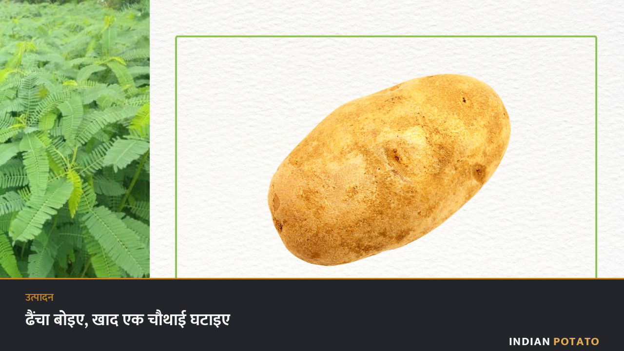आलू से पहले खेत में उगा ढैंचा, और उसके बाद निकला आलू का कंद — हरी खाद से NPK की मात्रा घटाना