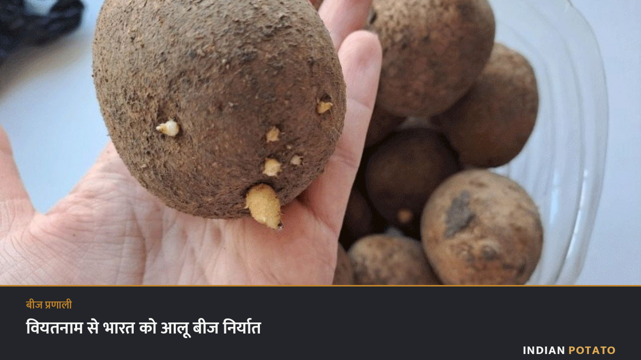 हाथ में अंकुरित बीज आलू के कंद — वियतनाम से भारत को आलू बीज निर्यात की ख़बर का प्रतीकात्मक चित्र