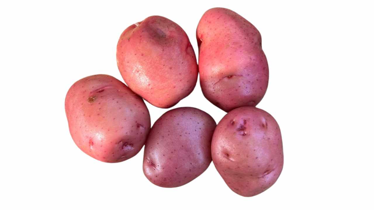 कुफरी उदय — आकर्षक लाल छिलके की उच्च उपज वाली आलू किस्म, ICAR-CPRI द्वारा विकसित